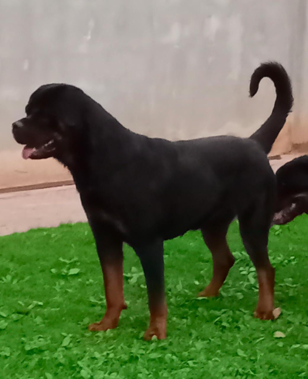 Alan - ¿Porque es importante no ponerle chamarra o ropa a un rottweiler ...
