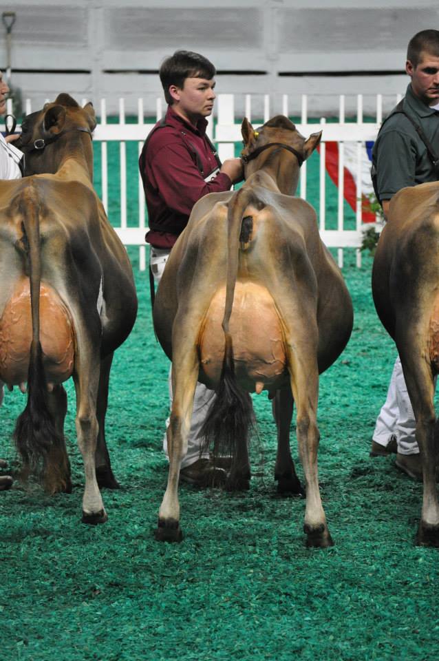 River - The Milking Yearling Class Tim Sauder on the halter of ...