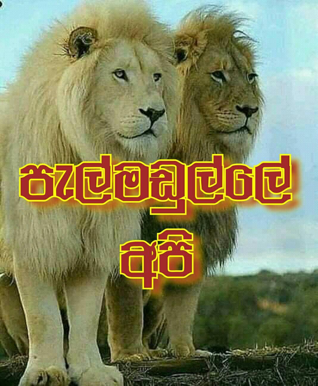 ර/ පාතකඩ බෞද්ධ ම.වි. added a new photo. - ර/ පාතකඩ බෞද්ධ ම.වි.