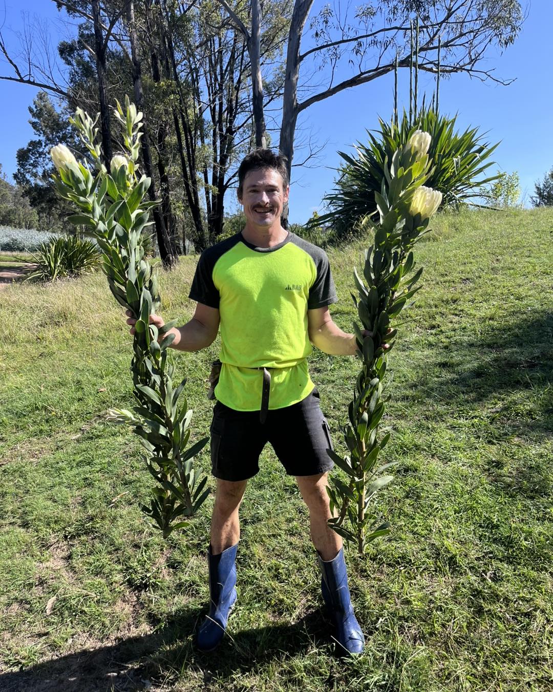 Our Protea 'Donna' were planted in 2022 and are now thriving! They