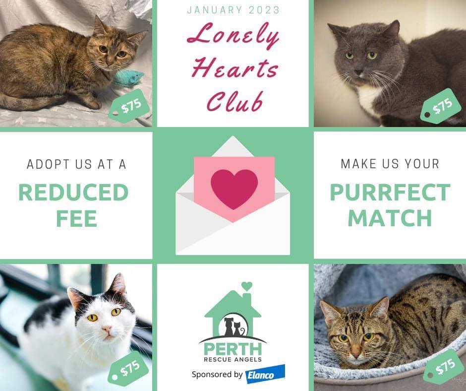 ️ LONELY HEARTS OF JANUARY ️ ... - Perth Rescue Angels | Facebook