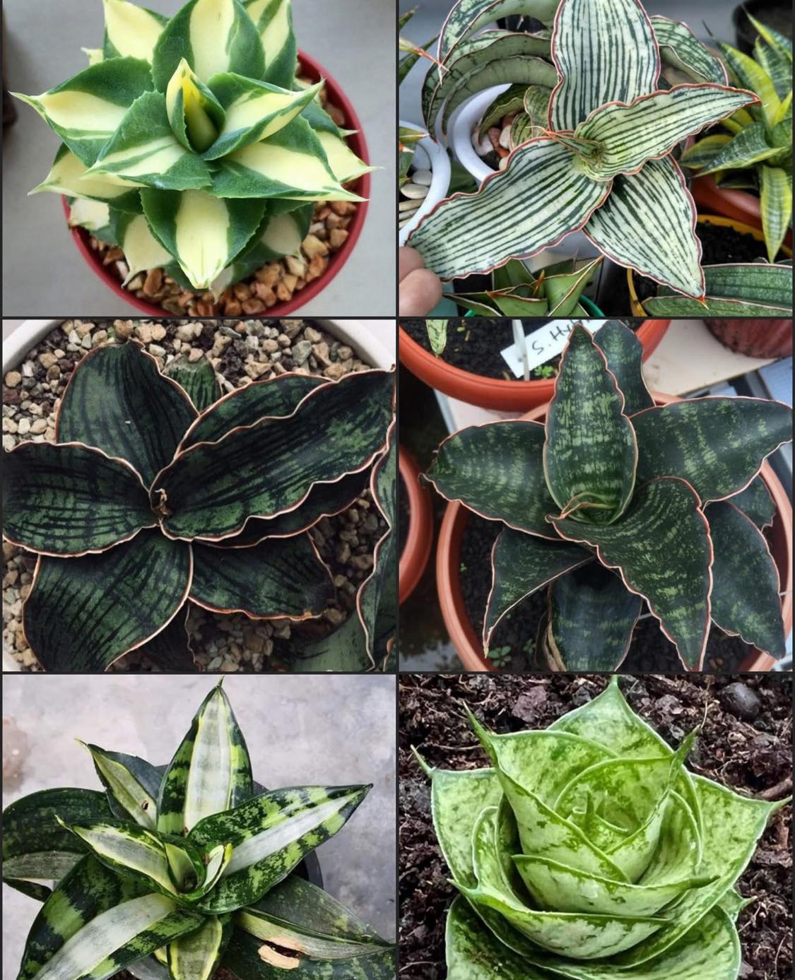 Sansevieria black pearl variegated plant