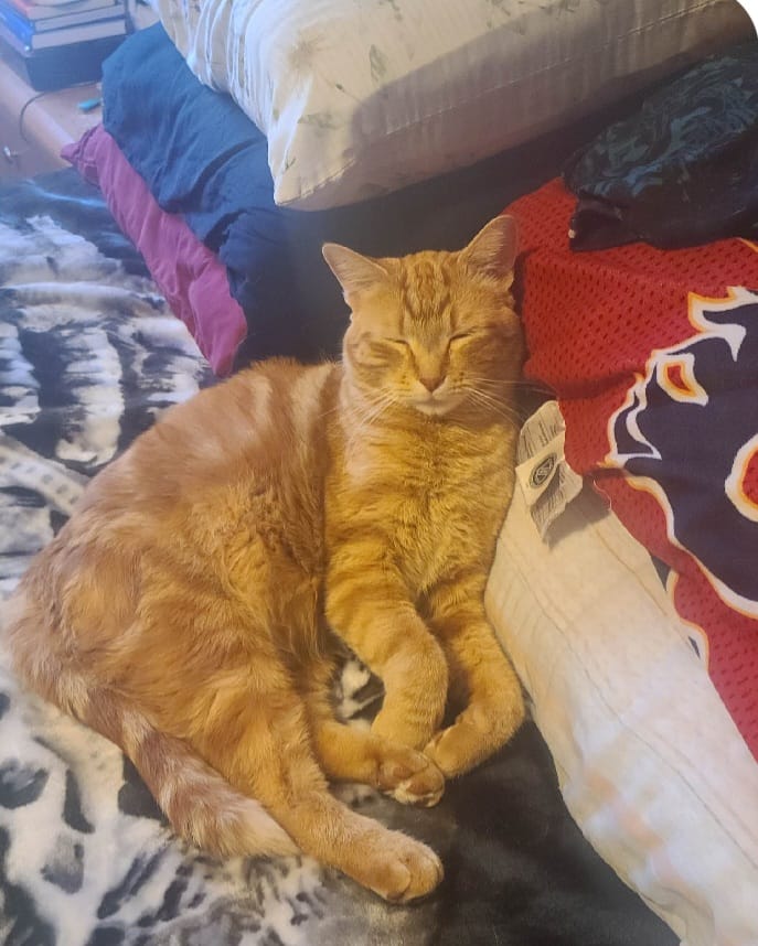 💥💥UPDATE! All 5 of the... - Last Chance Cat Ranch Lethbridge | Facebook