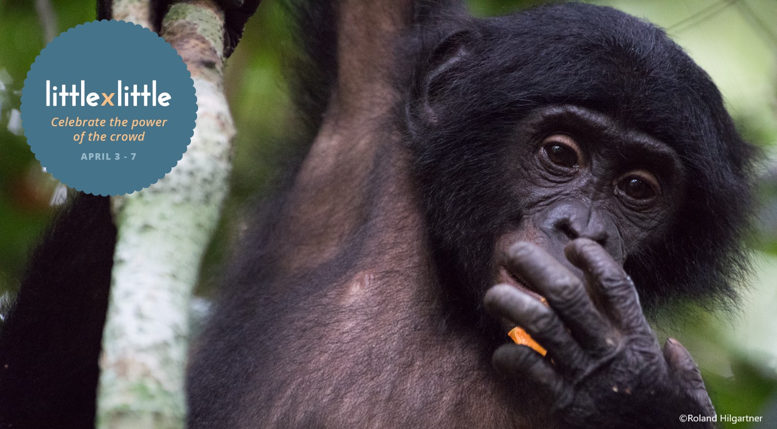 Bonobo - Don’t miss out on this donation match! You still have time to ...