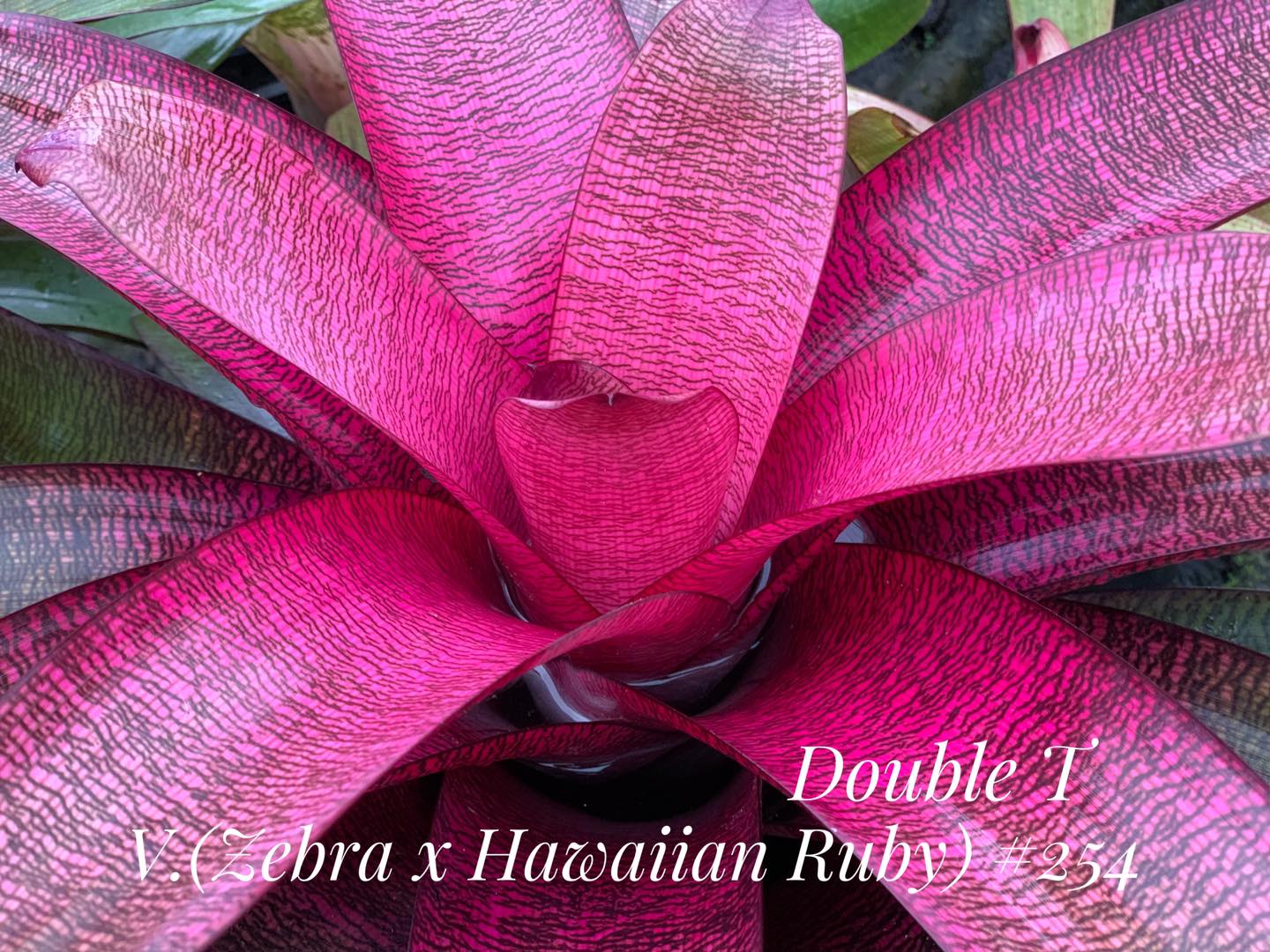 Vriesea x Zebra hybrid plant from Hawaii