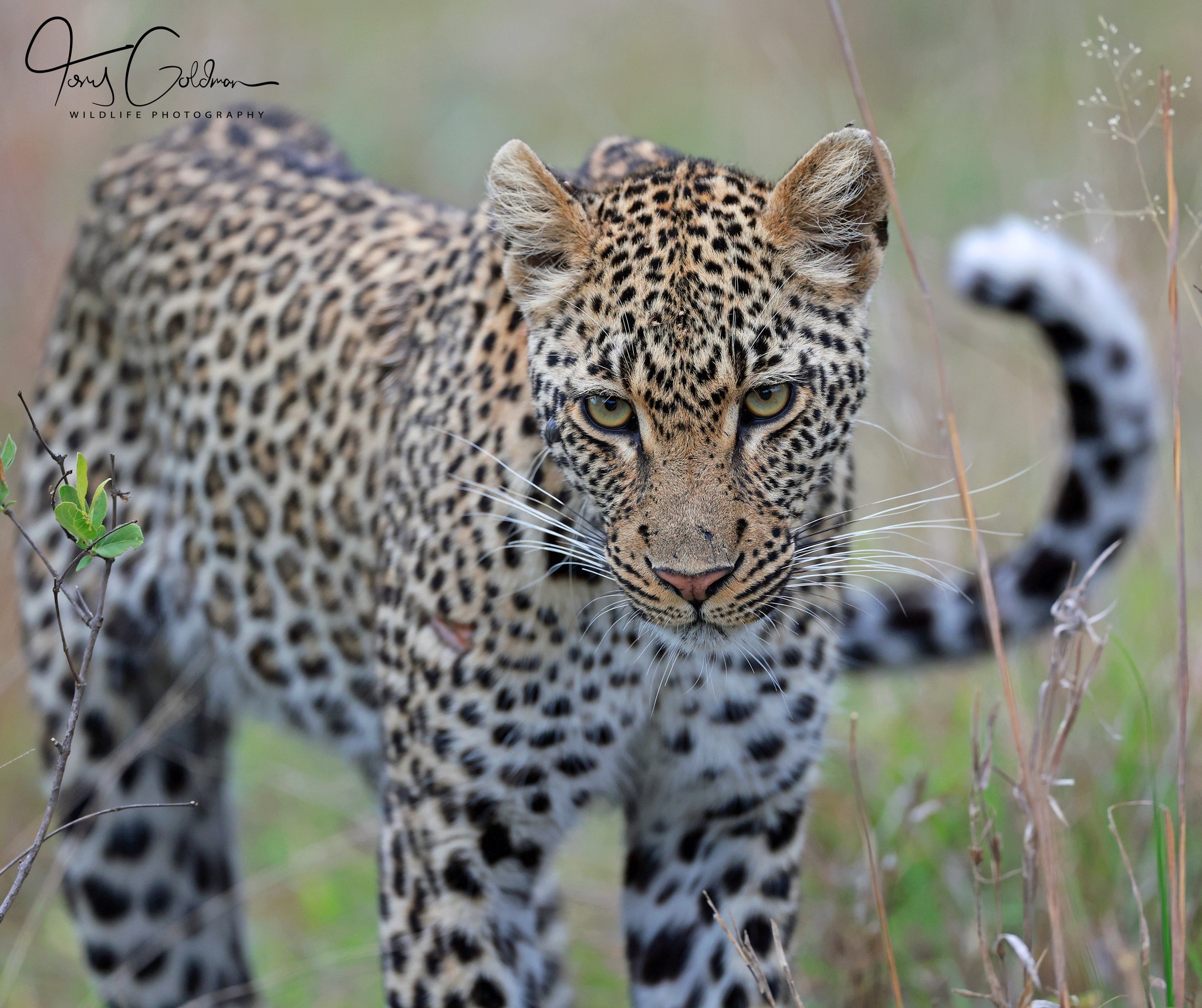 Another view of the Drum Crossing female leopard at Mala Mala 