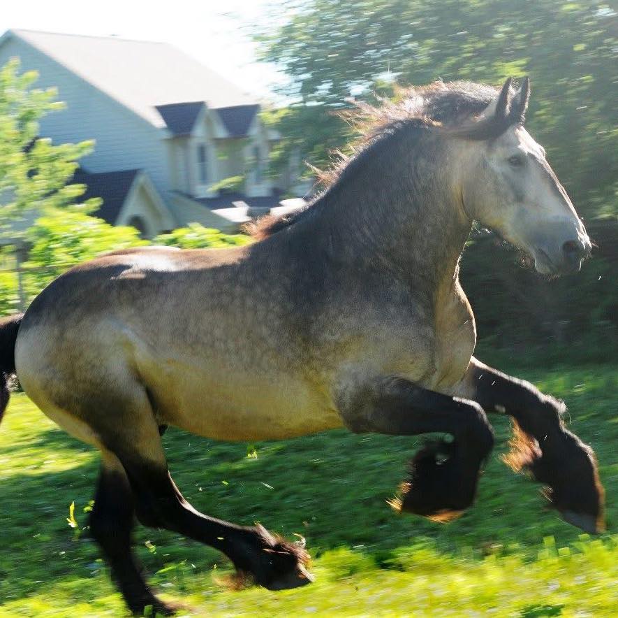 North American Destrier Horse Registry | Pontotoc MS