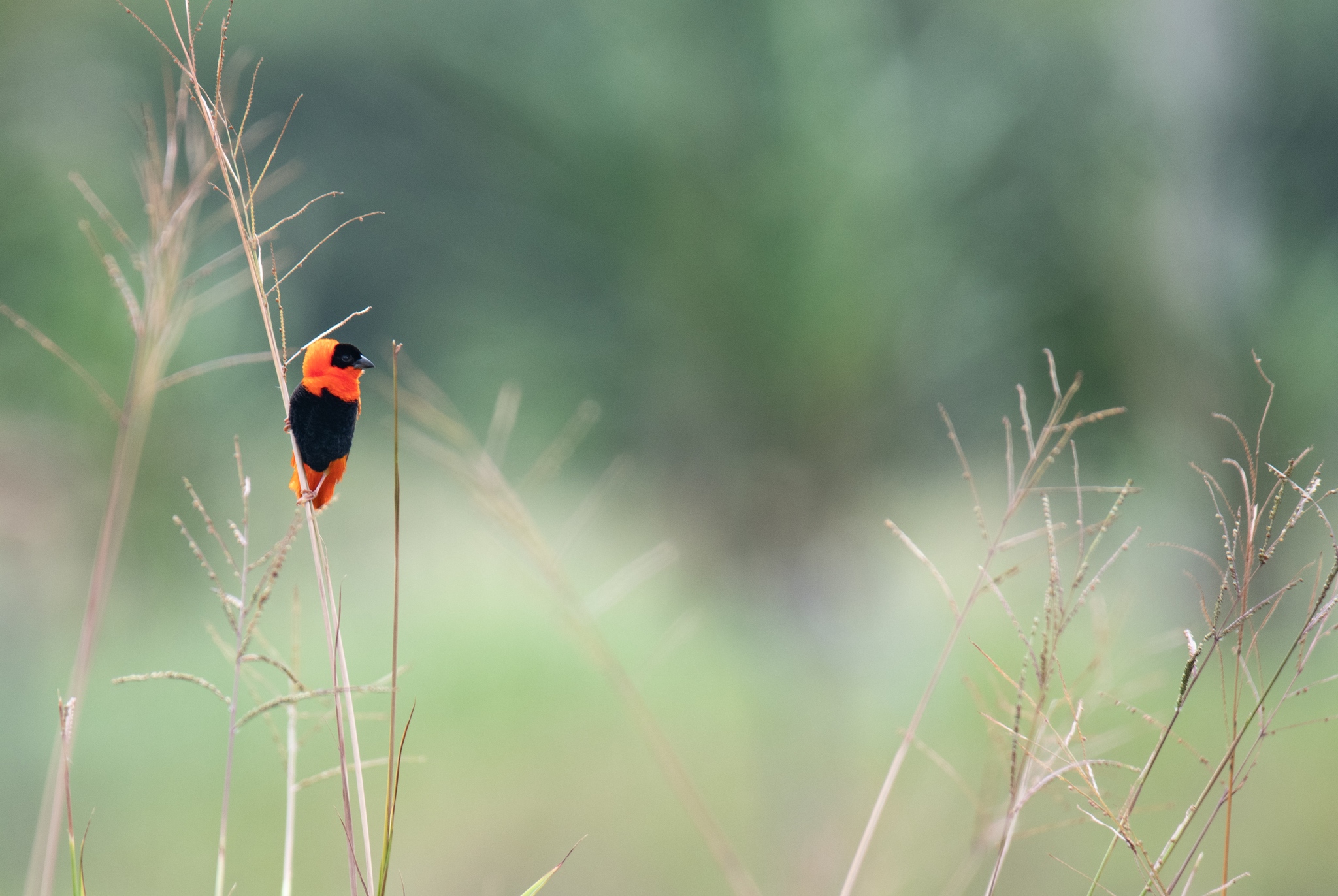 BirdsCaribbean - Jessica Guenther captured this serene photo 📸 of a ...