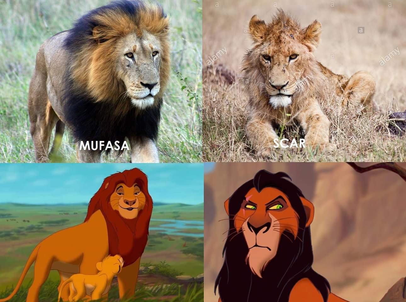 SIMBA - O REI LEÃO Segundo a... - KING TEMBE Sonho Delas