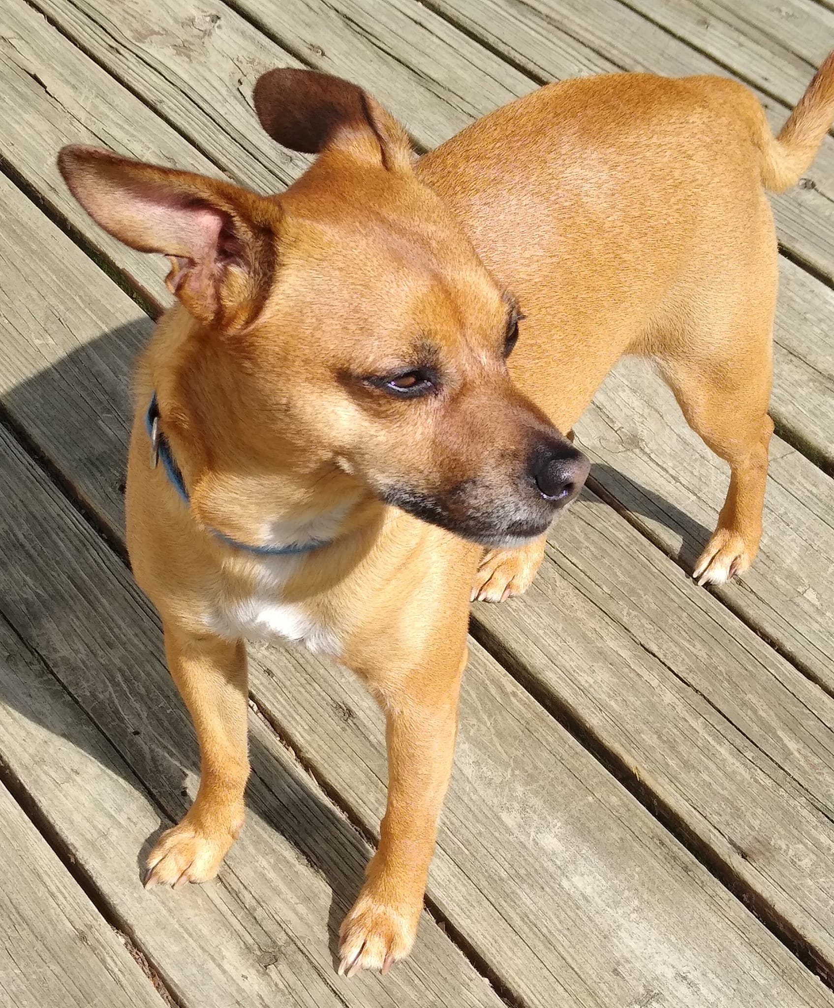 Puppy Paws Rescue Maryland – Dogs for Adoption in Cecil County ...