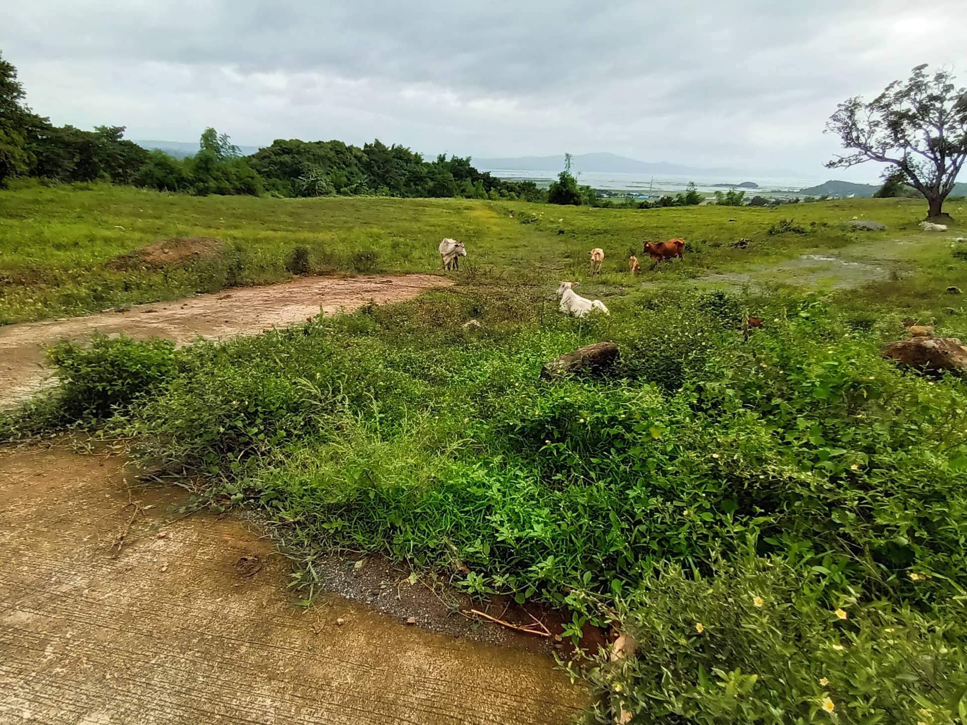 The... - The Manila East Lakeview Farms - Morong, Rizal