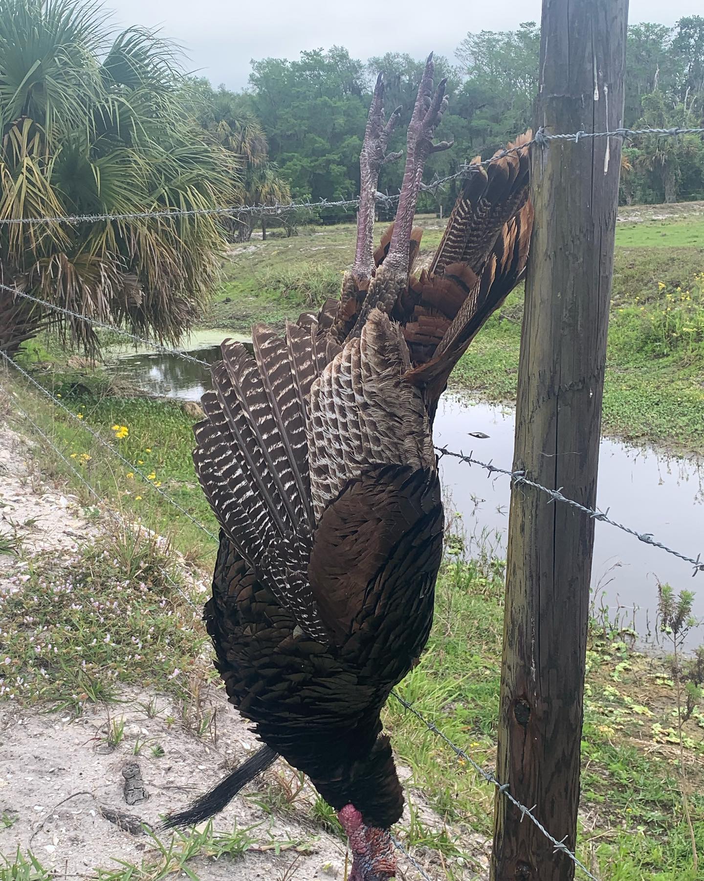 Southern Strutters Outfitters