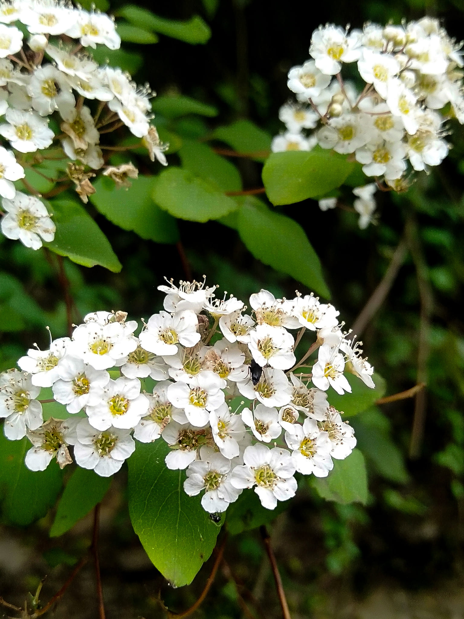 Double Reeves Spirea plant growth and features