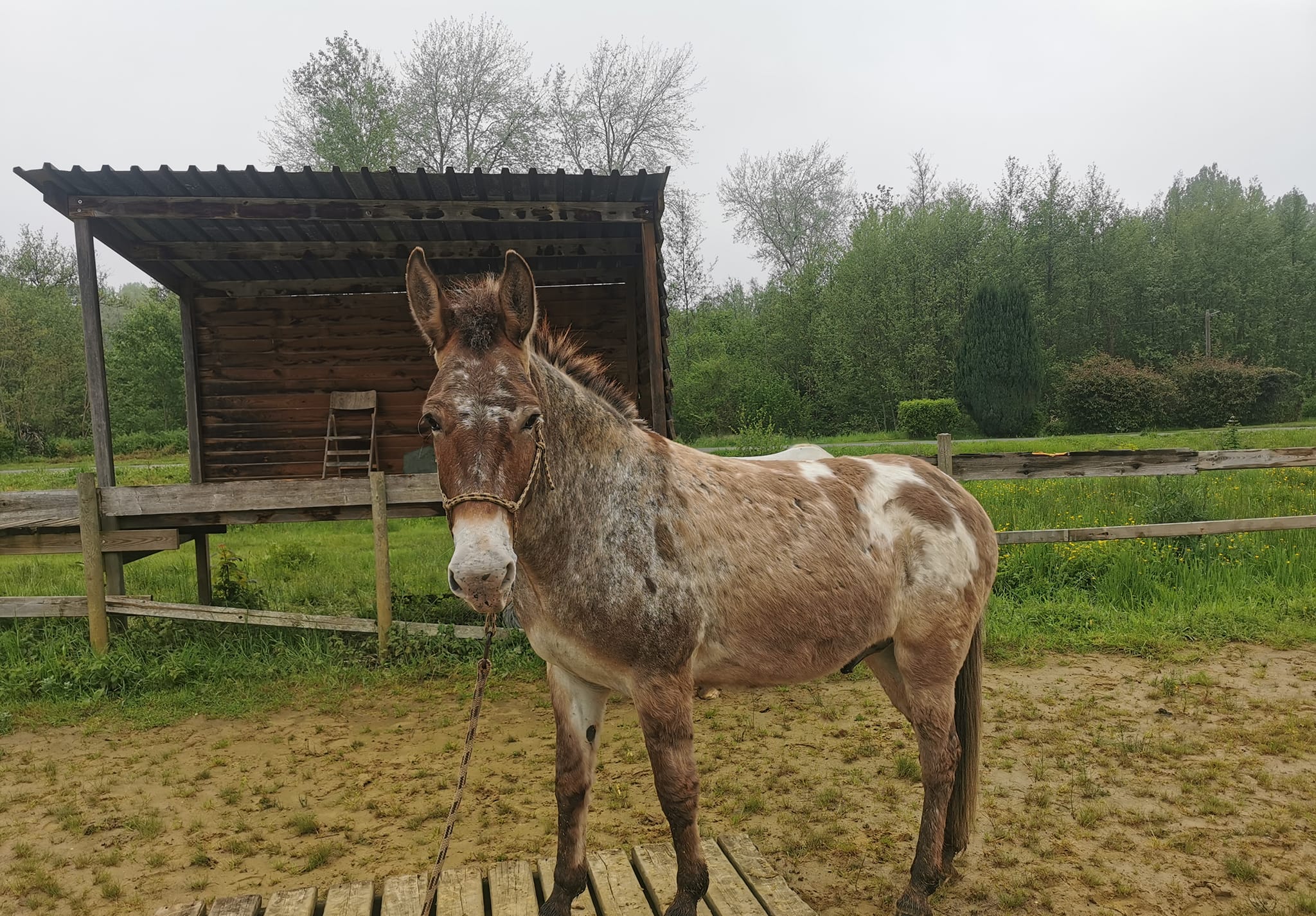 L'écrin des mules | Muret-et-Crouttes