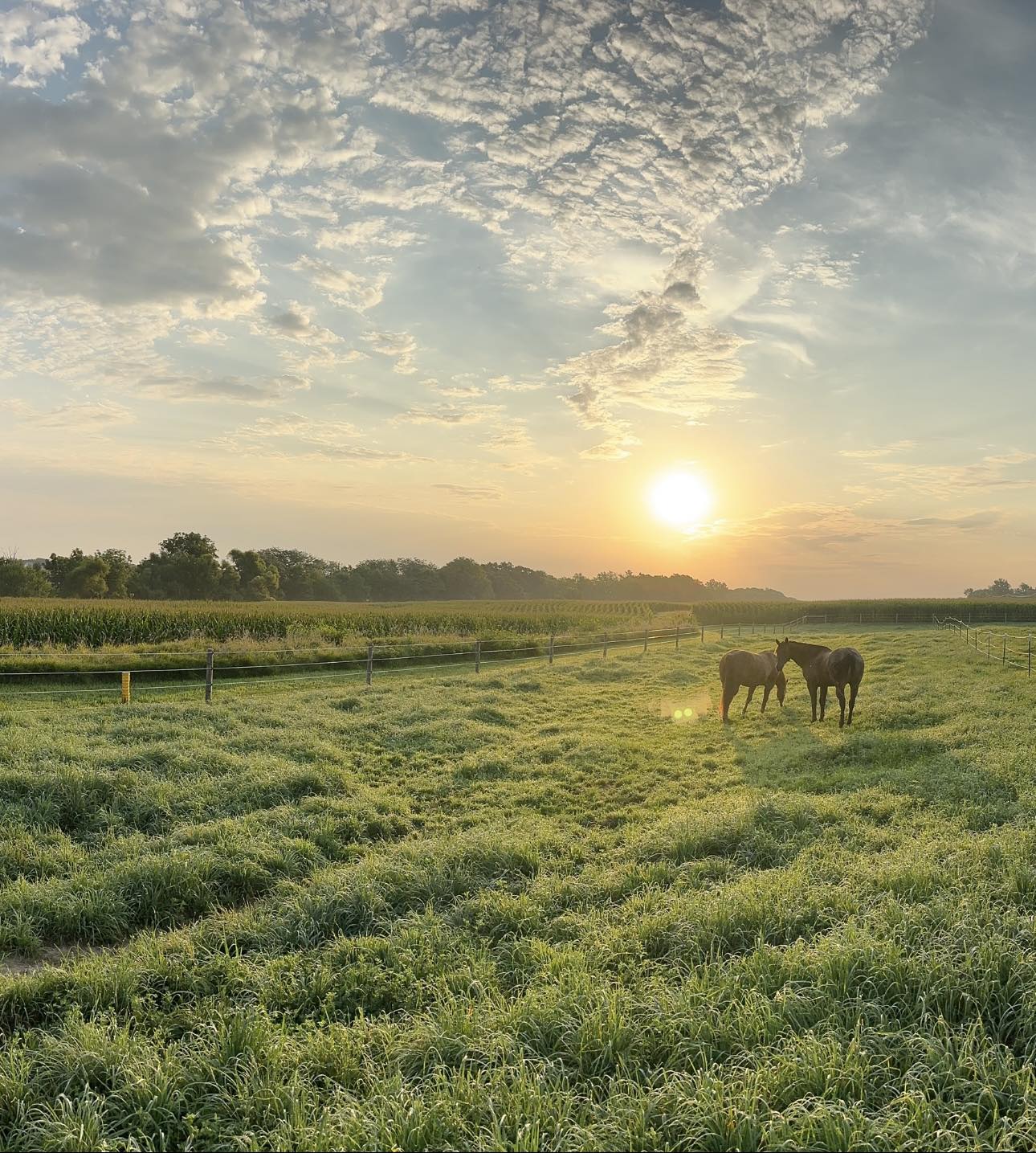 Rocking M Ranch | Maroa IL