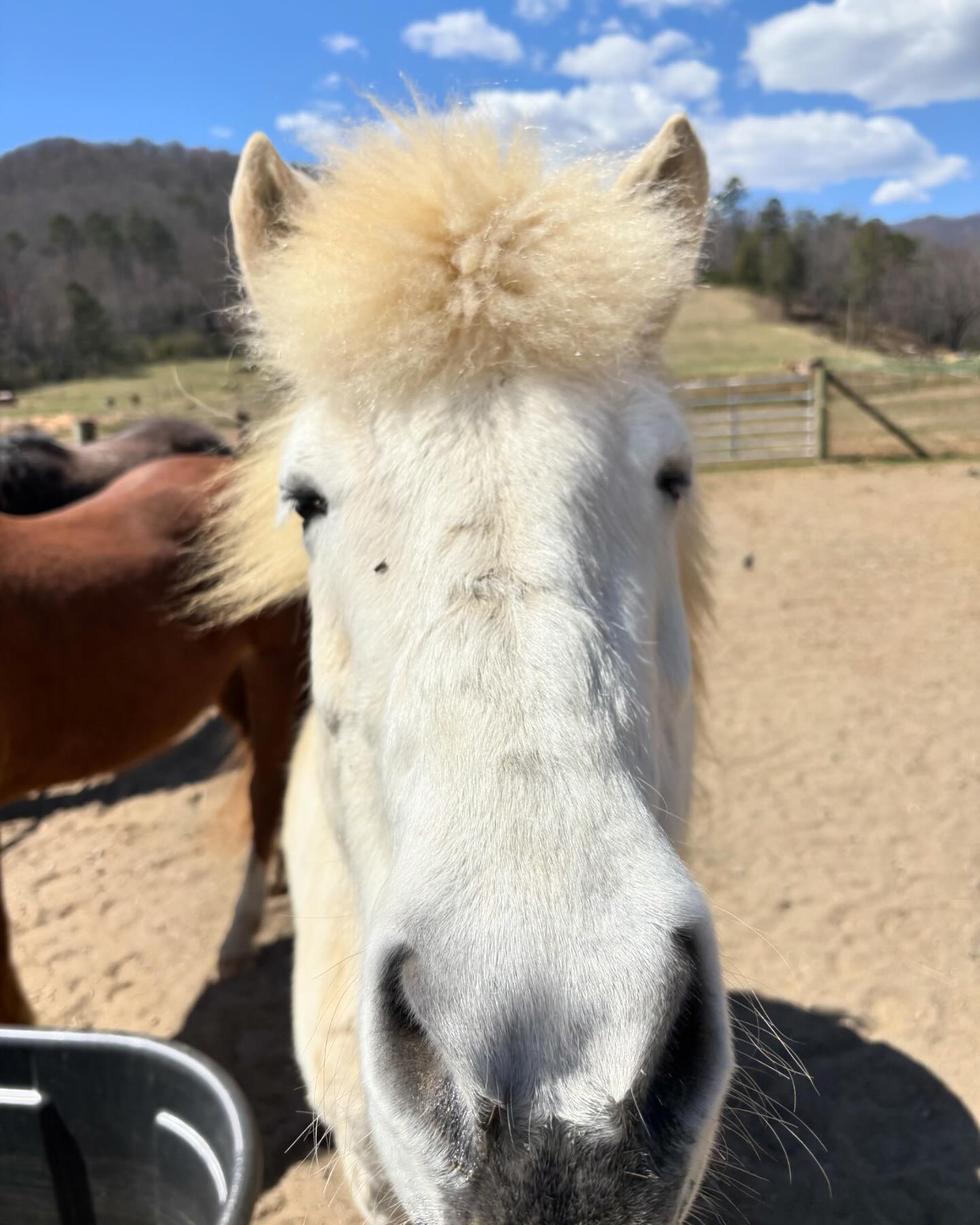 We are thrilled to welcome our three... - The Ruby Ranch NC | Facebook