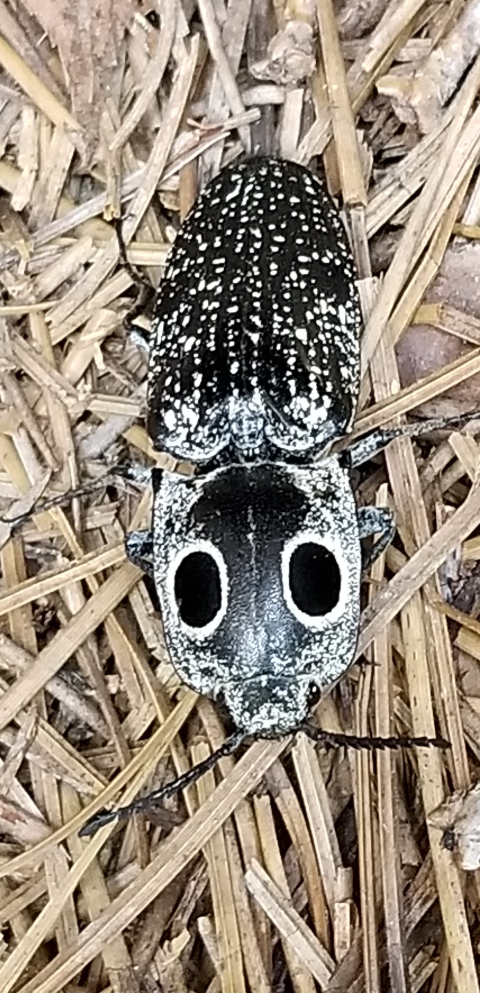 The Clicker Beetle, also known... - Protector Pest Solutions