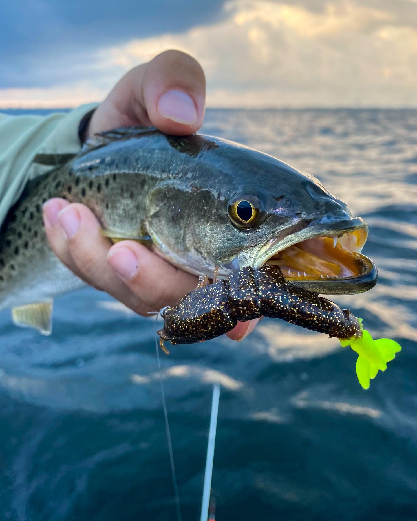 best lure color for speckled trout MirrOlure The Strike King Trout Magic incorporates a proven speckled sea trout catching bait with the added flash of an under spin blade Best Lure Tactics for Sea