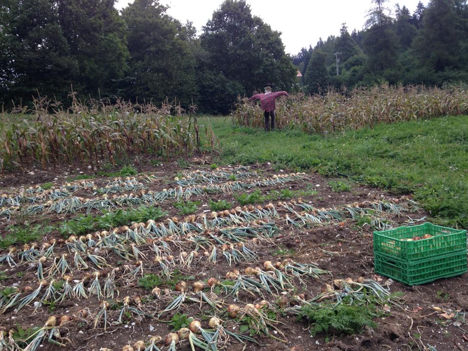 Hof Unternberg Zwiebel Ernte I Raccolta Cipolle Facebook