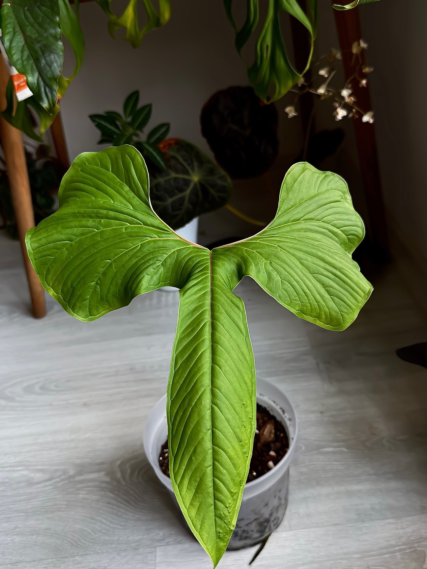 Anthurium Sanguiflare Draco” This is not just a plant. This is a 