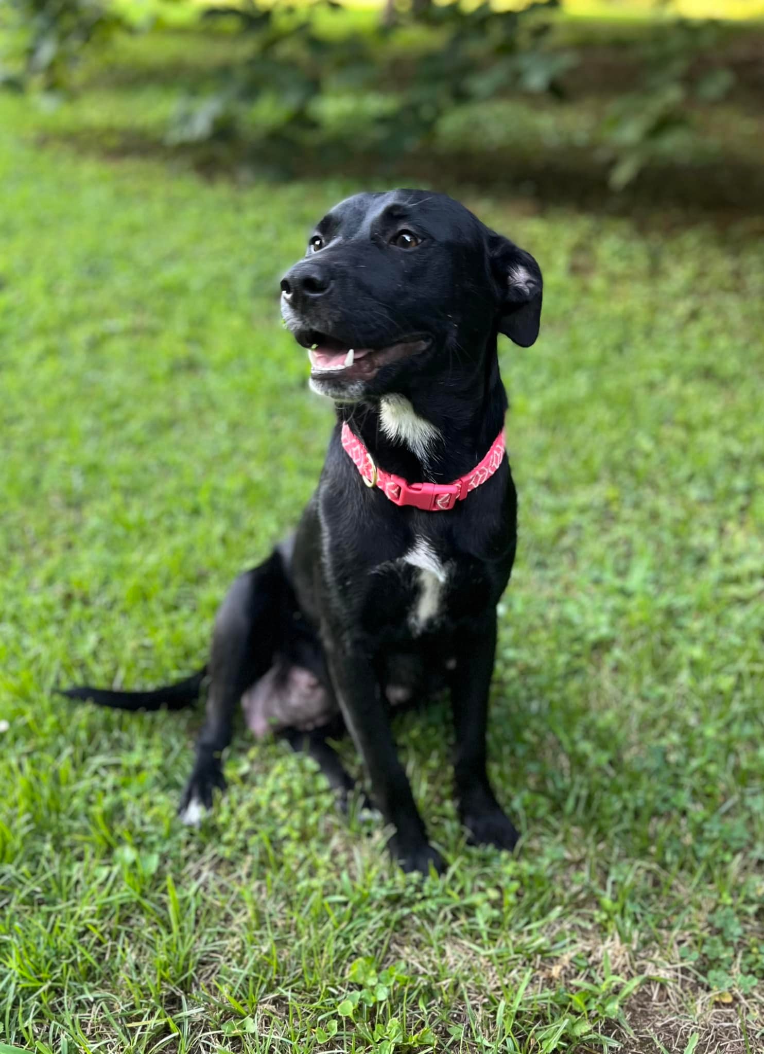 Puppy Paws Rescue Maryland – Dogs for Adoption in Cecil County ...