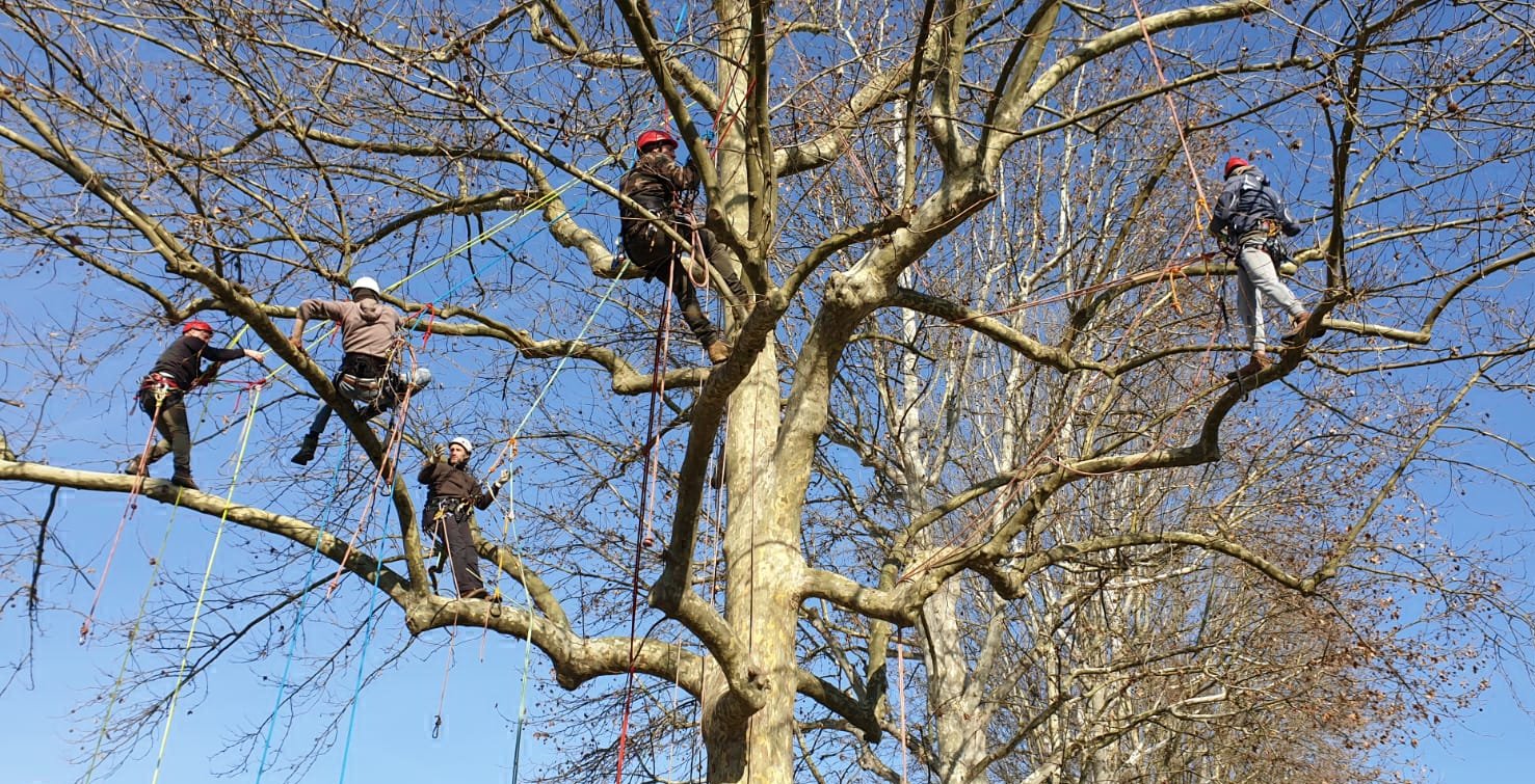 Associazione Tree-Climbing Ivrea - #climbingonorangetree In questi ...