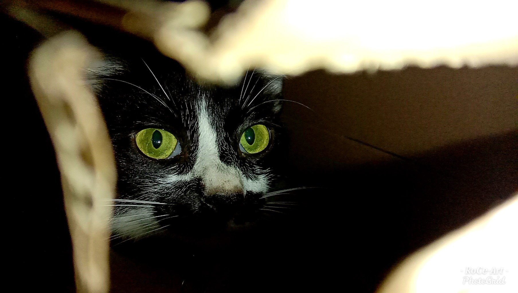 Morticus the Cat