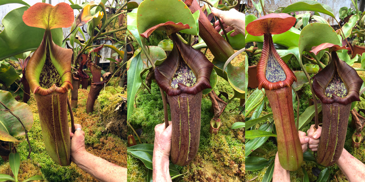 食虫植物N. edwardsiana x truncata N truncata-giant x edwardsiana at 30cm (12 inches). Still a long