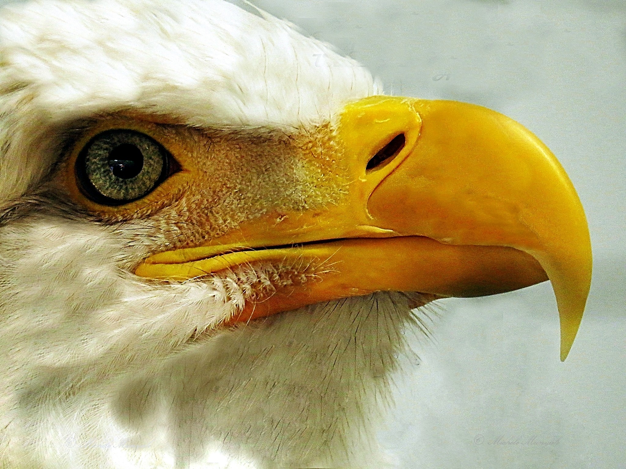 Even though this amazing eagle is not able to be released into the