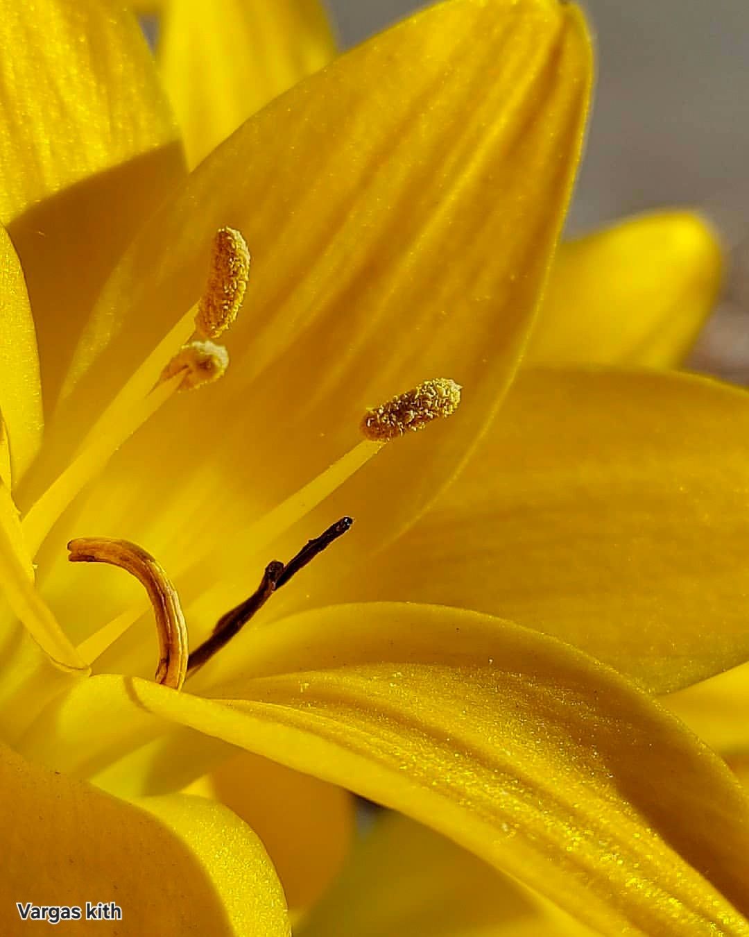 Lilium lily genus in Liliaceae family