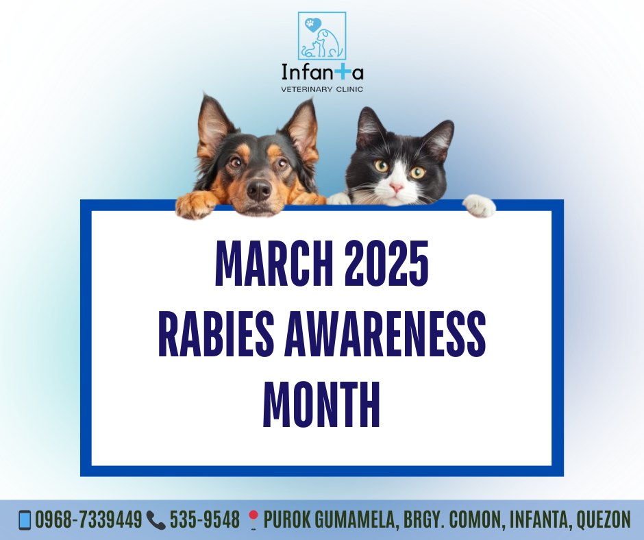 🐾 March is Rabies Awareness... - Infanta Veterinary Clinic | Facebook