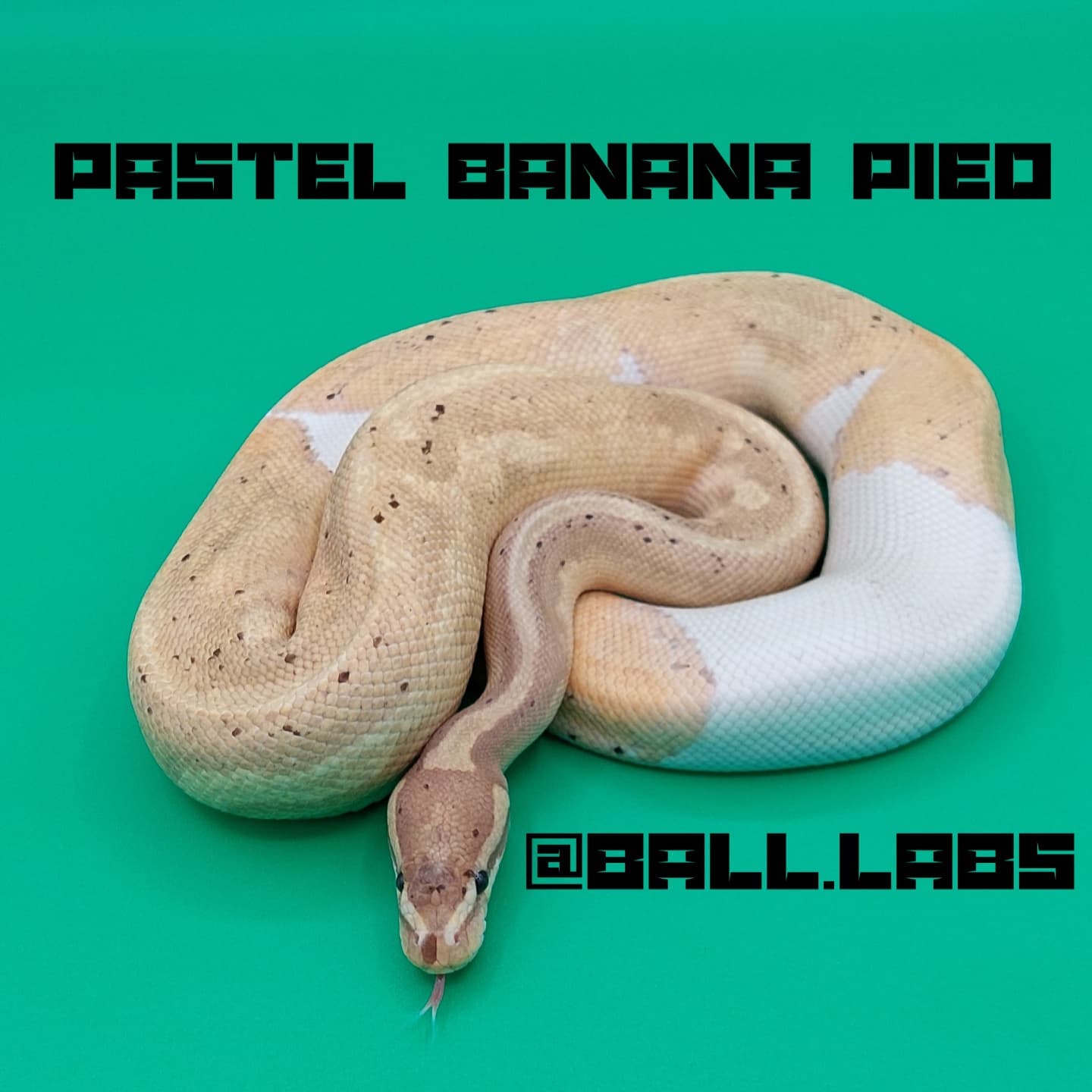 Ball Labs - Meet Moonpie! He is the first visual pied I...