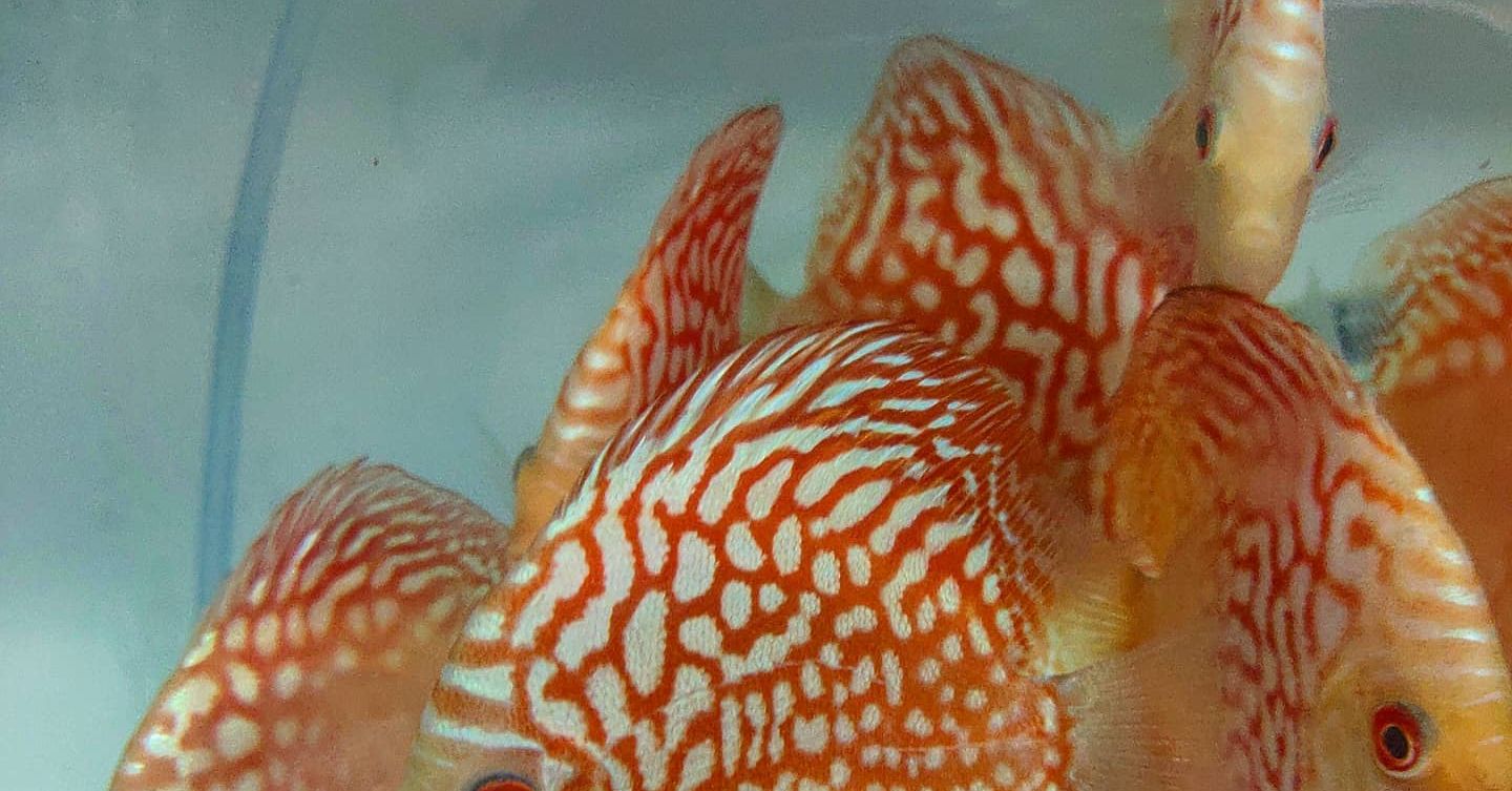 Aquarium of discuss fish-ADF