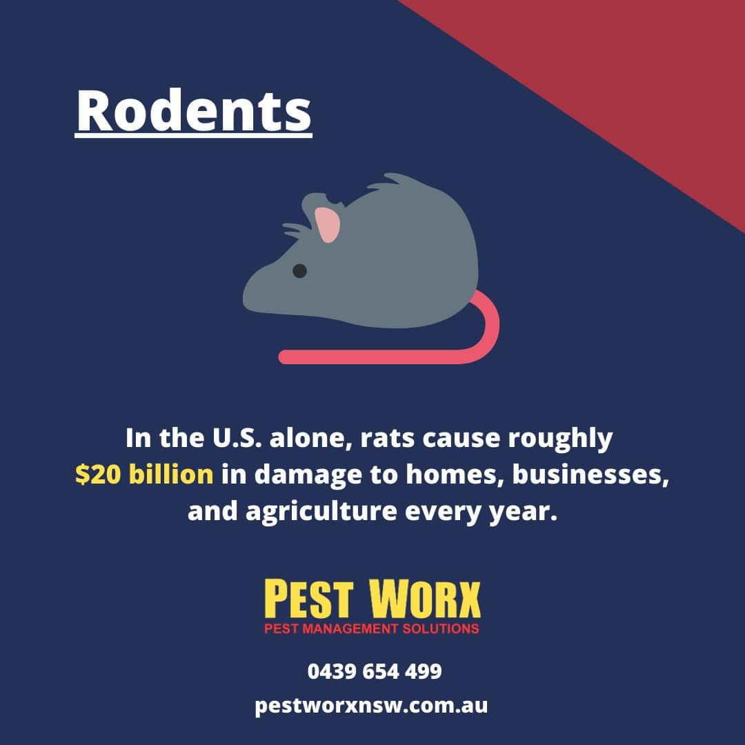 Pest - Rodents are destructive pests that need to be taken of as soon ...