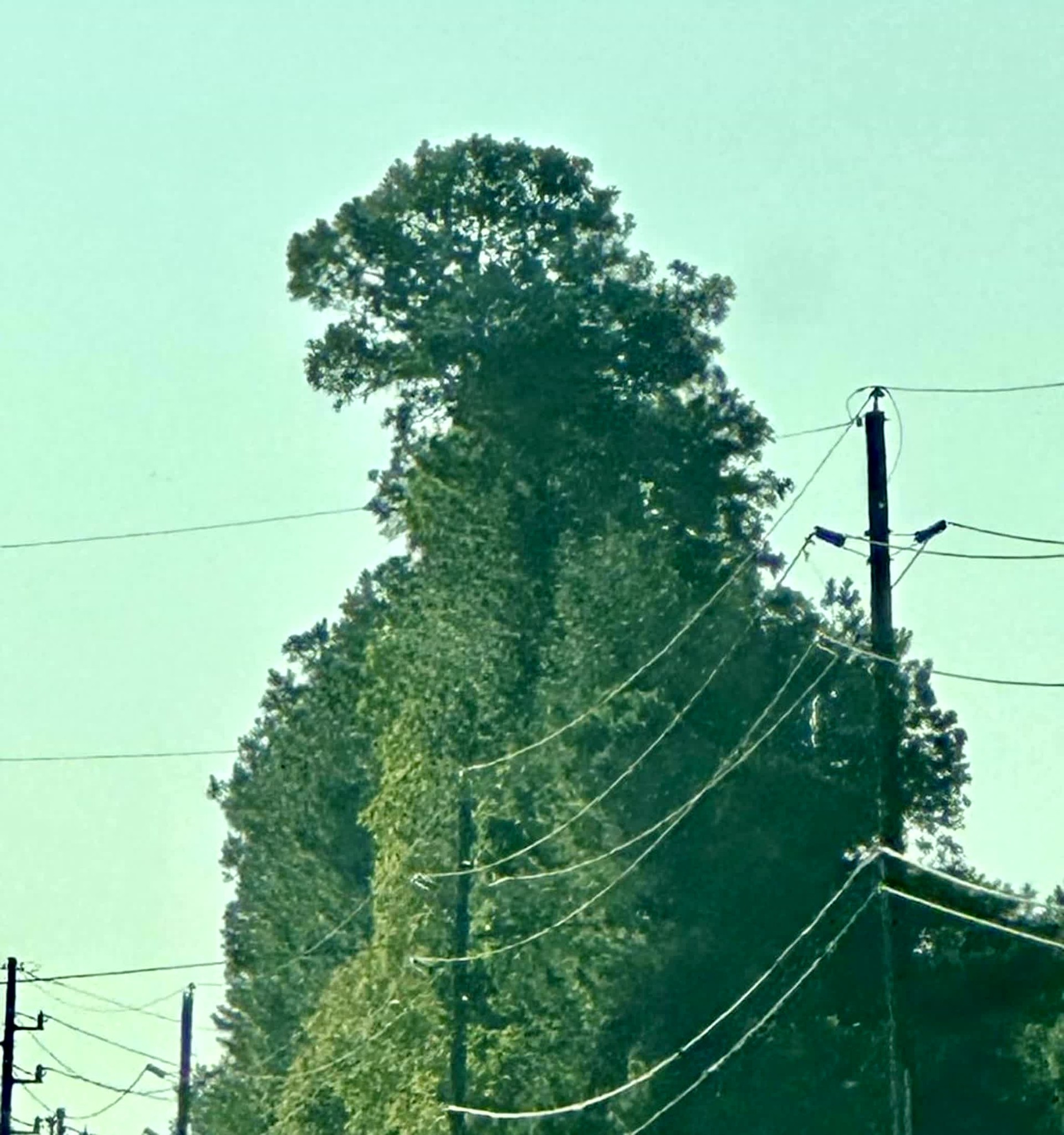 GKM - Treezilla: When Nature Pays Tribute to a King This tree shaped ...