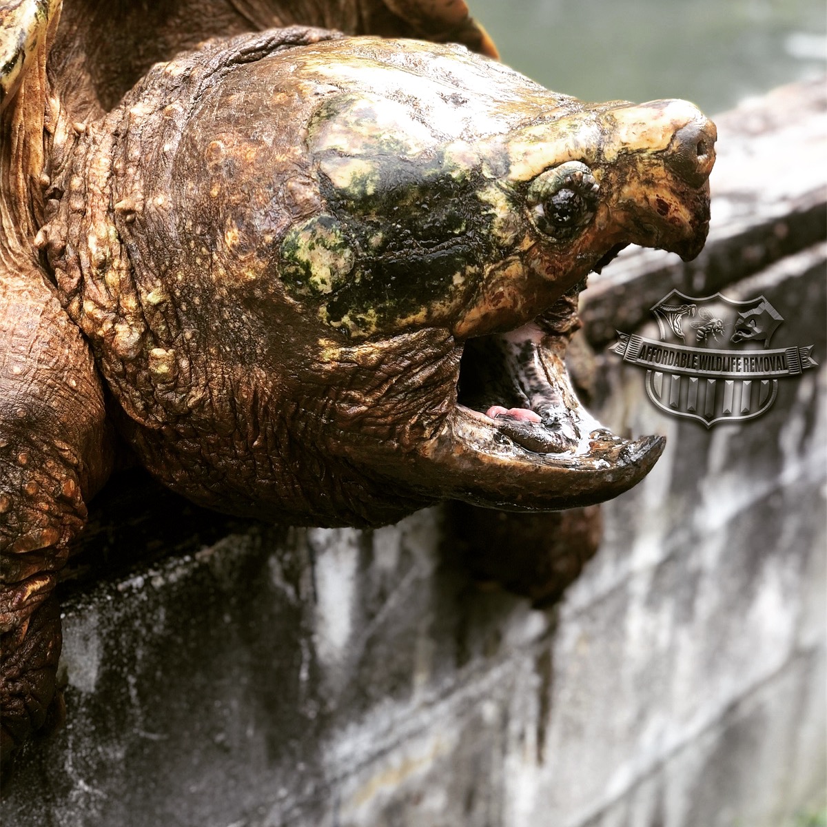 The alligator snapping turtle is... - Florida, Wild & Free