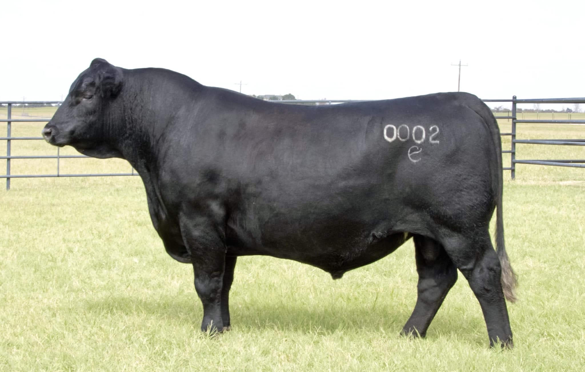 Prime Time is making huge moves!... - Elite Angus Ranch