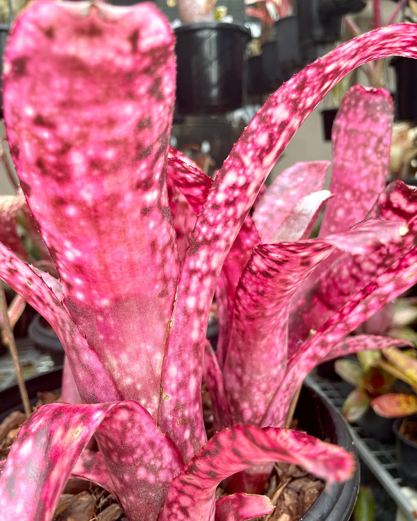 Billbergia Talbot Cherry Maple bromeliad plant