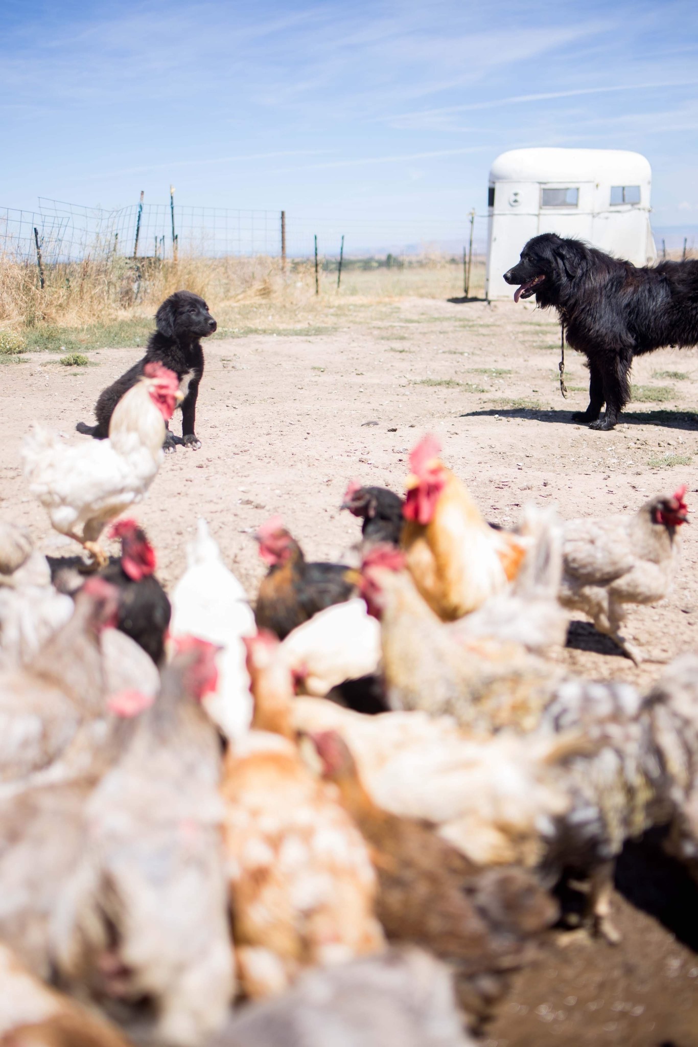 Azure Farms Livestock added a new... - Azure Farms Livestock