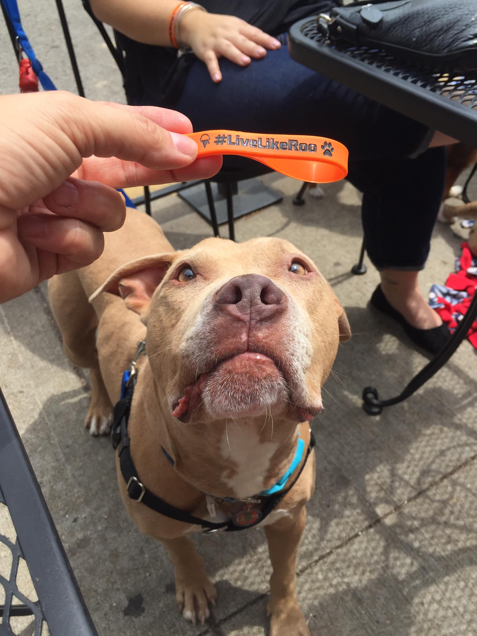 $5 Friday For Roo. 🧡 We are... - Live Like Roo Foundation | Facebook