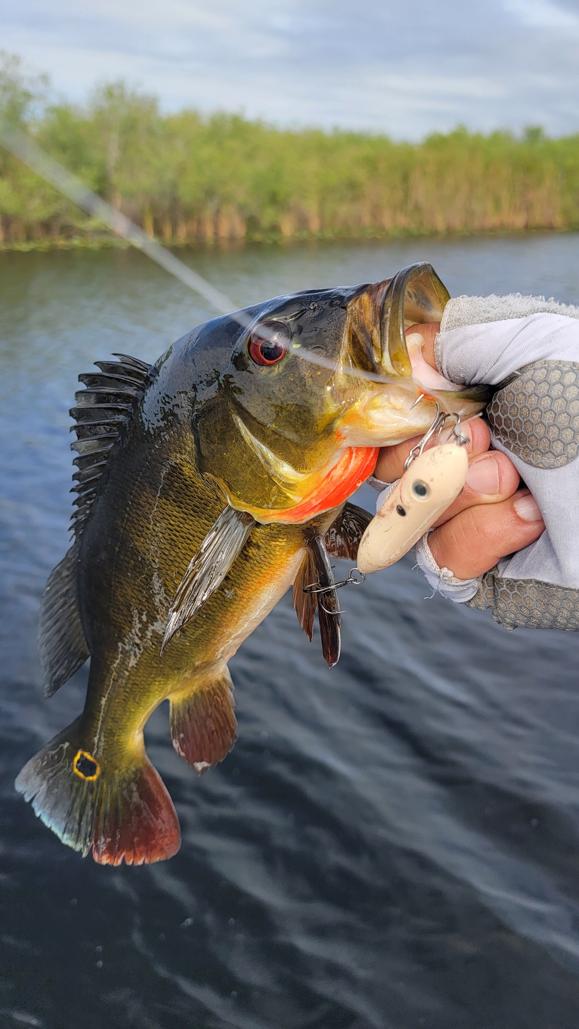 baitcaster rod 8 line size 10-20 lb huntington beach LUNKERHUNT Combo and Reel 7 Feet |Premium Baitcaster Combo Right or Left Handed | F-117 Heavy Power Fishing Rod | High Strength Carbon Body Fishing Pole and Pyramid Lake style Our Work | Back Permit (Large) Size:6 lb - 50 Yards