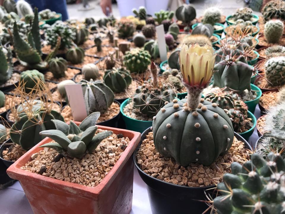 Cactus y Suculentas... - Cactus y Suculentas Exoticas Bogotá