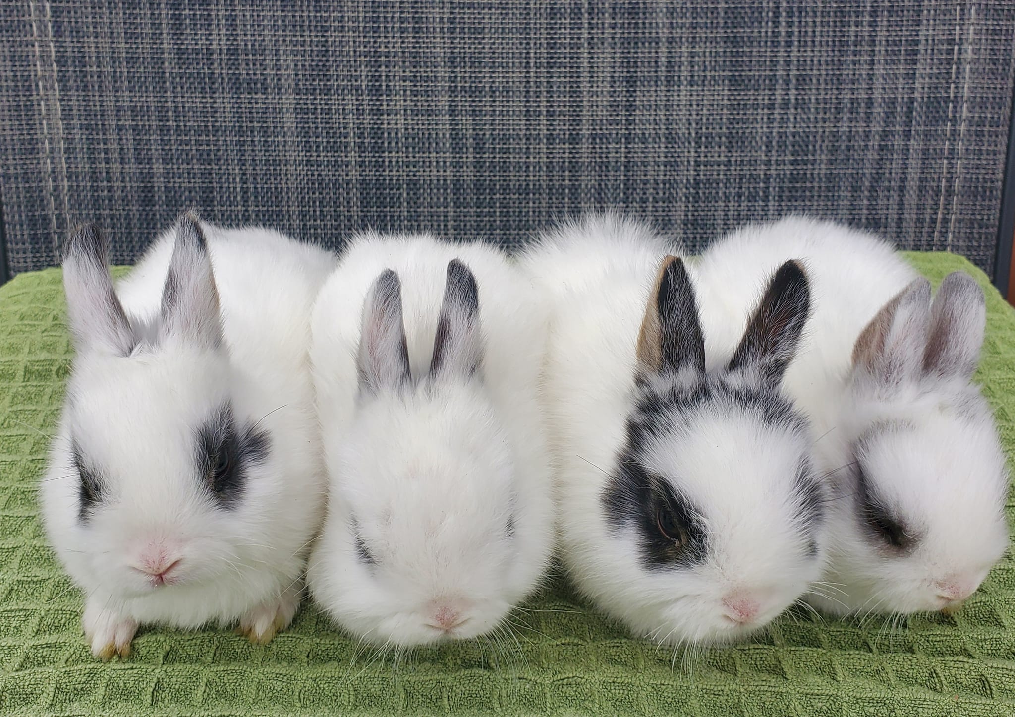 Canadian Rabbit Breeder Directory