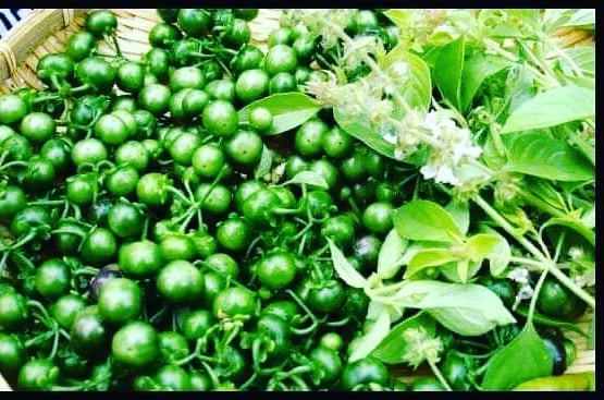 Paytren Transaksi BAYAR BAYAR - KHASIAT BUAH LEUNCA YANG BELUM ORANG ...