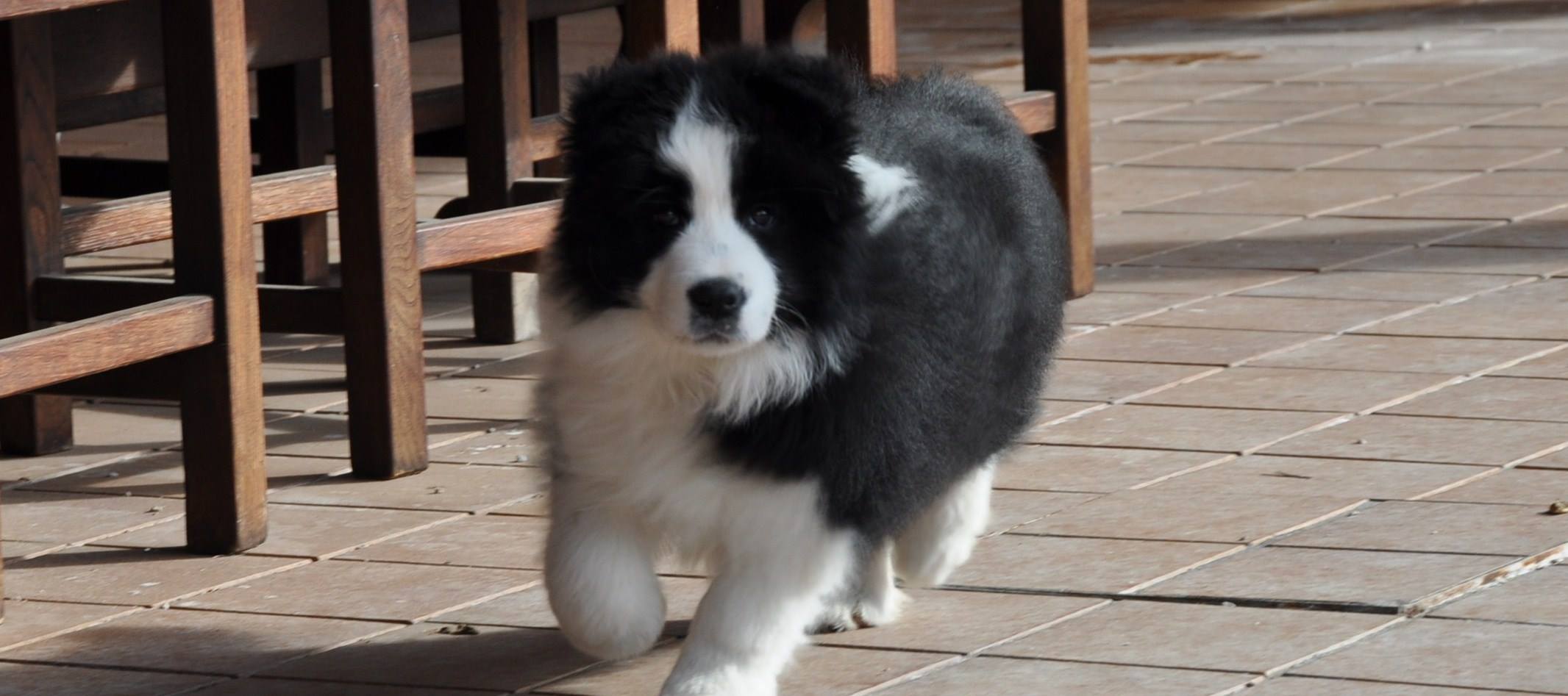 Allevamento... - Allevamento Border Collie 