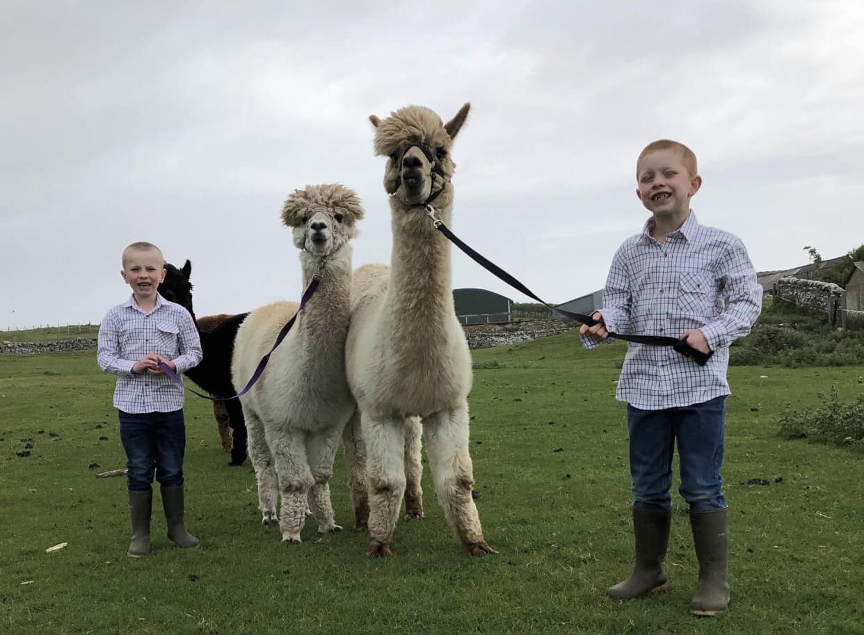 Senwick Alpaca Trekking, Dumfries and Galloway, Scotland | Borgue