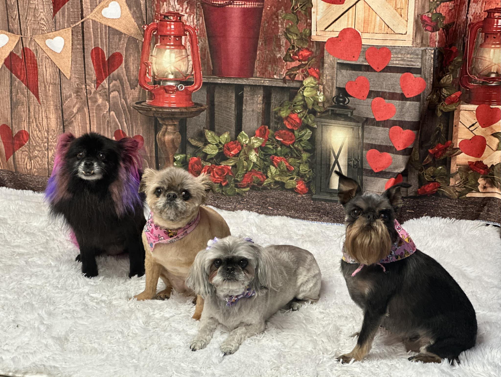 RC Kennels Grooming &amp; Daycare | Collinsville OK