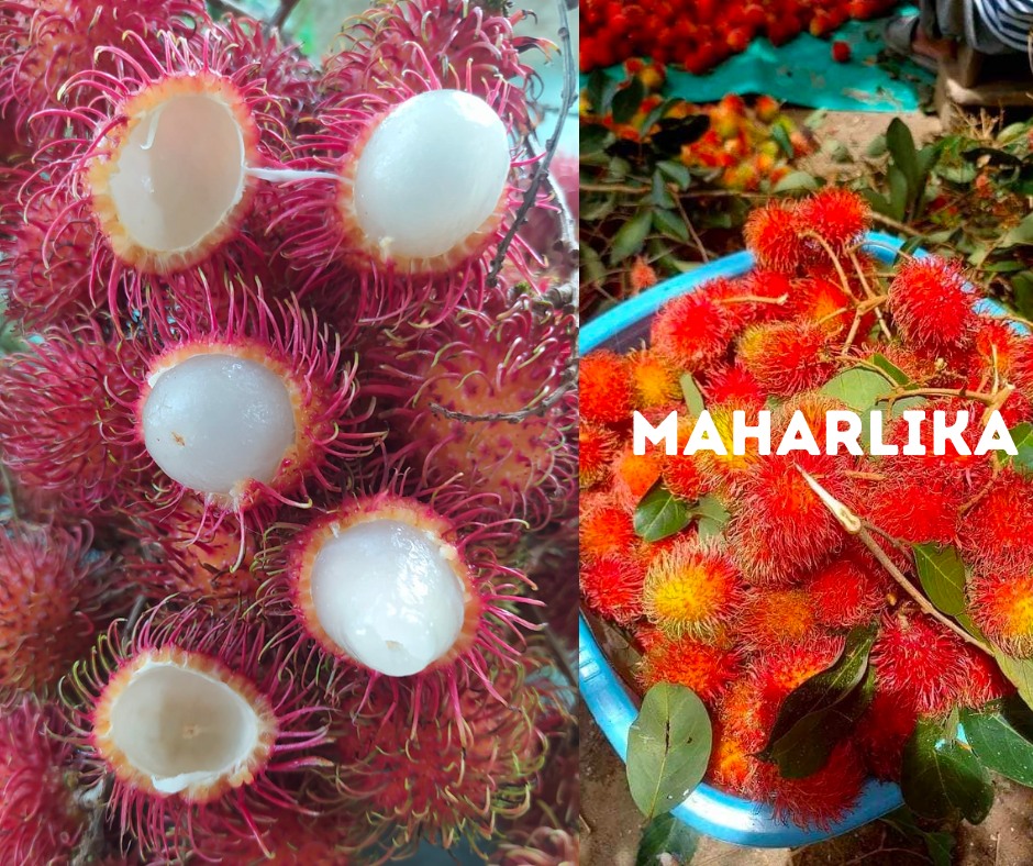 Lunti - Popular Rambutan varieties: RR (RongRein) -... | Facebook