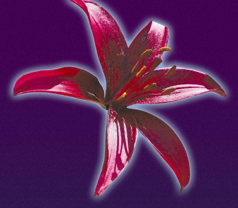 What is a woody perennial? Shrubs and trees are woody perennials as ...