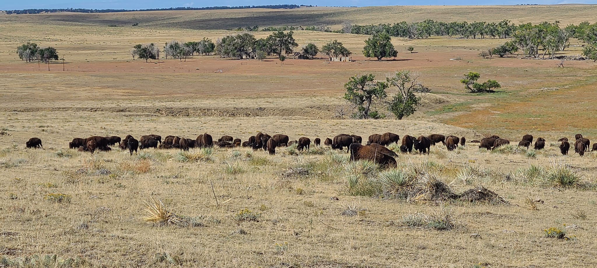 Pierce Land & Bison